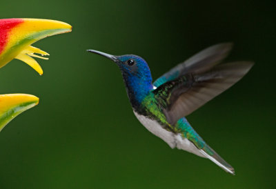 White Necked Jacobin