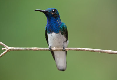 White Necked Jacobin