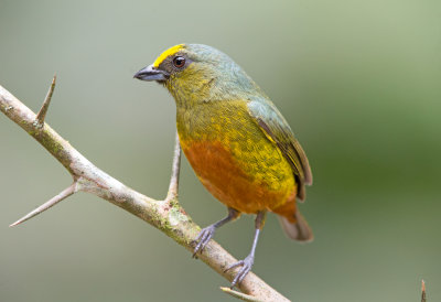 Olive Backed Euphonia