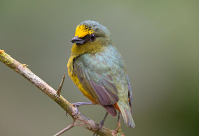 Olive Backed Euphonia