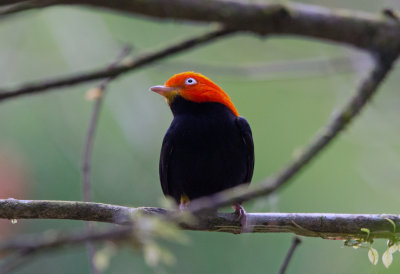Red Capped Manakin