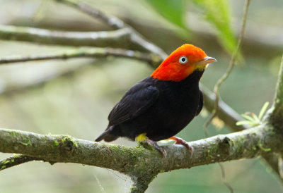 Red Capped Manakin