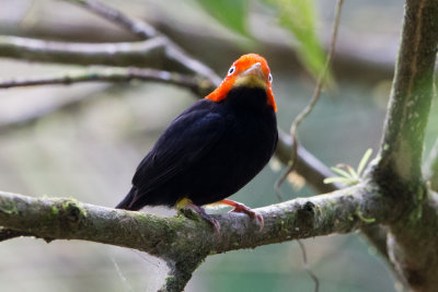 Red Capped Manakin