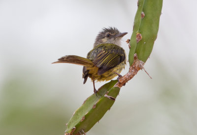 Yellow Olive Flycatcher