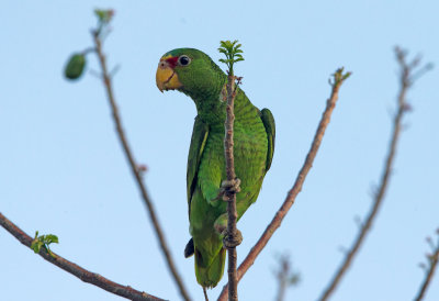 White Fronted Parrot