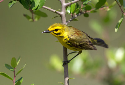 Prairie Warbler