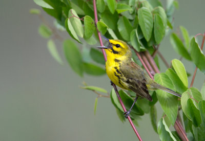 Prairie Warbler