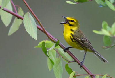 Prairie Warbler