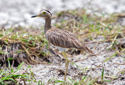 Double Striped Thick-Knee