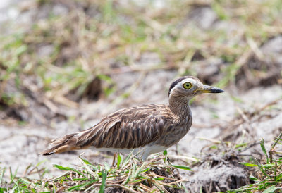 Double Striped Thick-Knee
