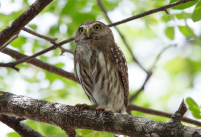 Ferruginous Pygmy Owl