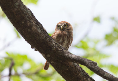 Ferruginous Pygmy Owl