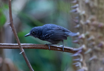 Dusky Antbird