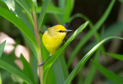 Blue Winged Warbler