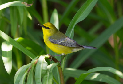 Blue Winged Warbler