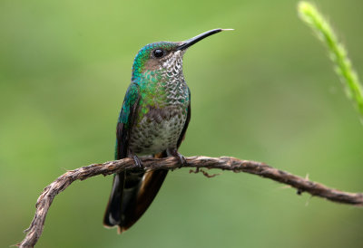 White Necked Jacobin (female)