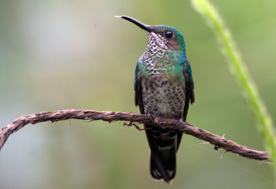 White Necked Jacobin (female)