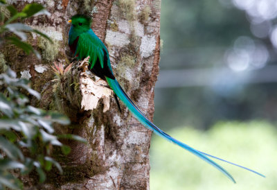 Resplendent Quetzal