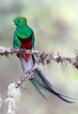 Resplendent Quetzal