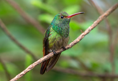 Rufous Tailed Hummingbird