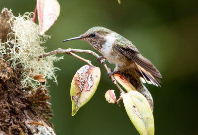 Volcano Hummingbird female (Talamanca)