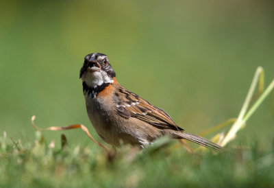 Rufous Collared Sparrow
