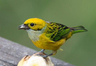 Silver Throated Tanager