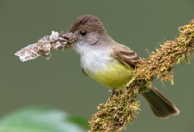 Dusky Capped Flycatcher