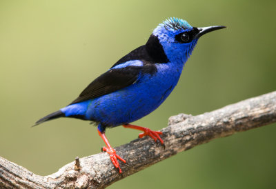 Red Legged Honeycreeper