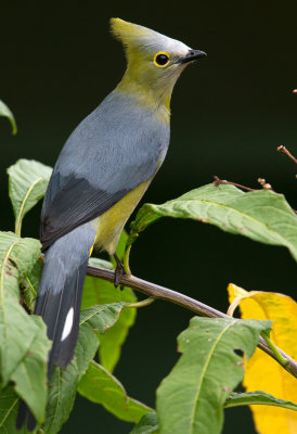 Long Tailed Silky Flycatcher