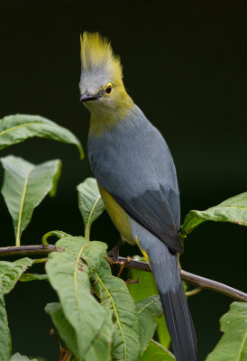 Long Tailed Silky Flycatcher