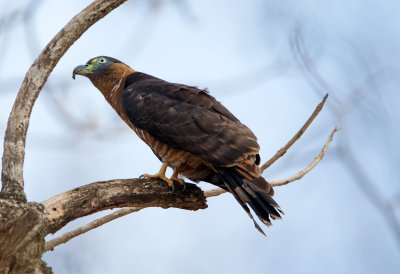 Hook Billed Kite