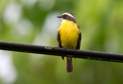 Social Flycatcher