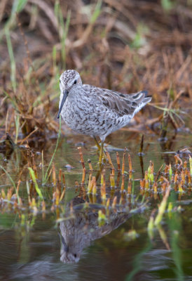 Stilt Sandpiper