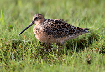 Short Billed Dowitcher