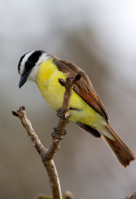 Greater Kiskadee