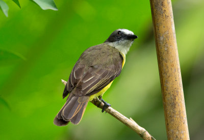 Gray Capped Flycatcher