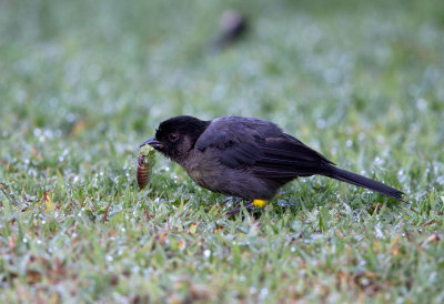 Yellow Thighed Finch