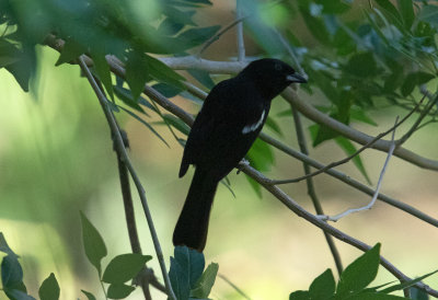 White Lined Tanager