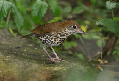 Wood Thrush