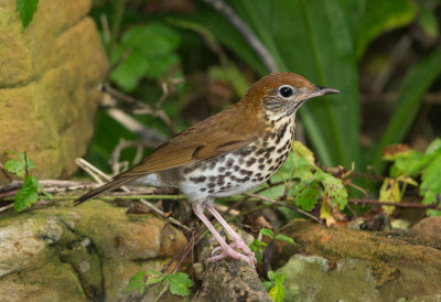 Wood Thrush