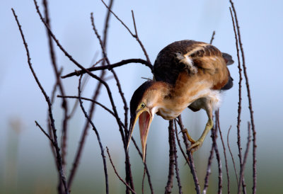 Least Bittern