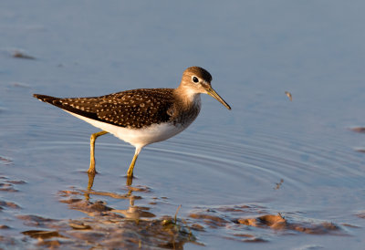 Solitary Sandpiper