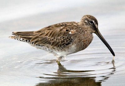 Short Billed Dowitcher