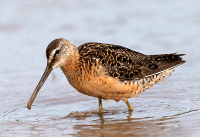 Short Billed Dowitcher