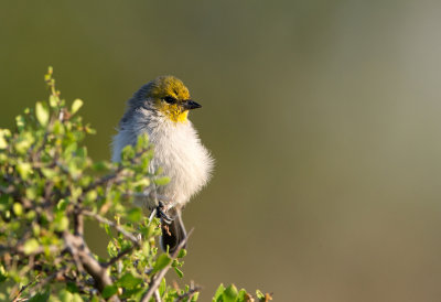 Verdin