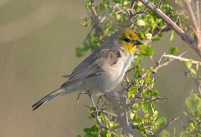 Verdin