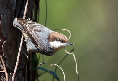 Brown Headed Nuthatch