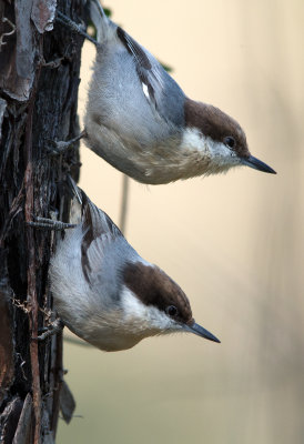 Brown Headed Nuthatch
