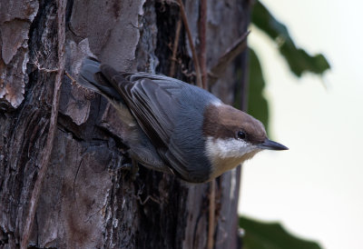 Brown Headed Nuthatch